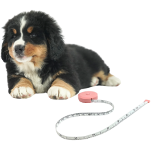 Berner sennen hvalp ligger med et lyserødt målebånd ved siden af sig